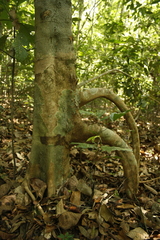 Poeciloneuron indicum