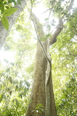 Dysoxylum malabaricum