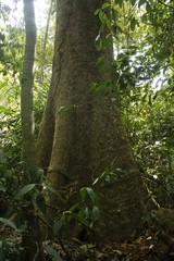 Dysoxylum malabaricum