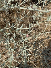 Eriogonum gracillimum