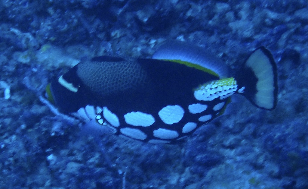 Clown triggerfish in blue water in Baa Atoll