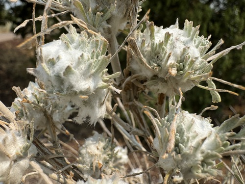 Rhopalomyia gossypina