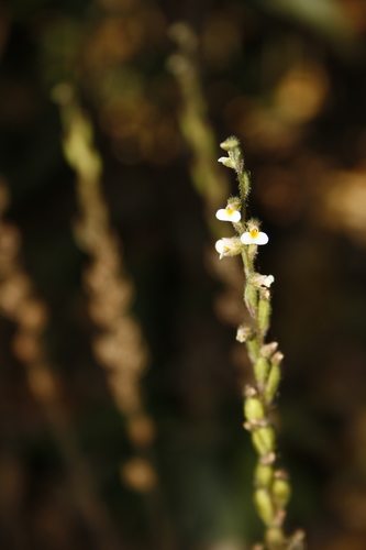Image of Zeuxine gracilis by (c) Siddarth Machado, some rights reserved (CC BY)