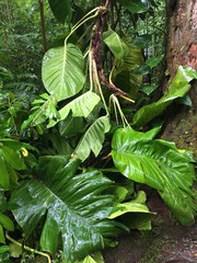 Epipremnum