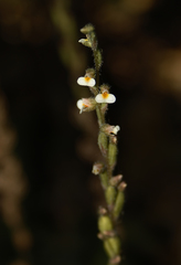 Zeuxine gracilis