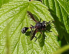 Physocephala furcillata