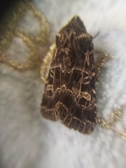 Sideridis reticulata