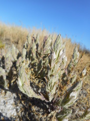 Chloropyron palmatum