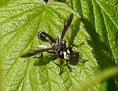 Physocephala furcillata