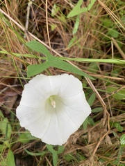 Calystegia sepium limnophila