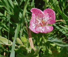 Oenothera canescens