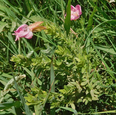 Oenothera canescens
