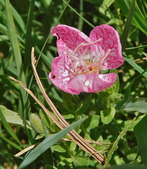 Oenothera canescens