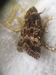 Sideridis reticulata