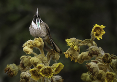 Bearded Helmetcrest photo 2