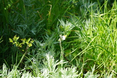 Anthocharis julia flora