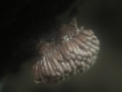 Tubifera microsperma