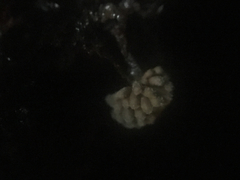 Tubifera microsperma