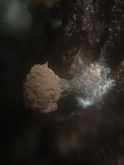 Tubifera microsperma