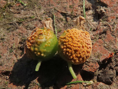 Puccinia caricina