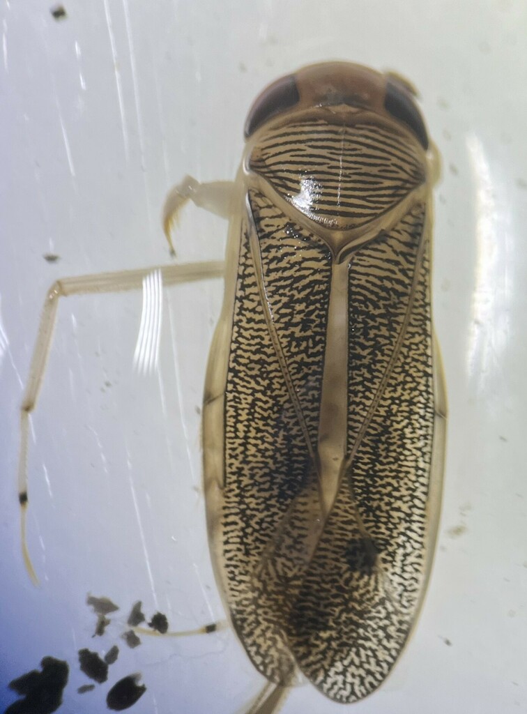 Arctocorisa sutilis