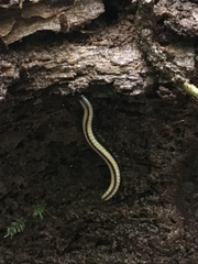 Spirobolellus immigrans