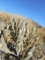 Chloropyron palmatum