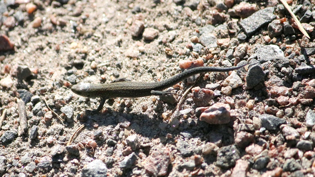 Zootoca vivipara from Oulu, Suomi on 2024년 08월 14일 (수) at 03:30 오후 by uusijani. Just a baby, ~ 55 mm (incl. tail)... 