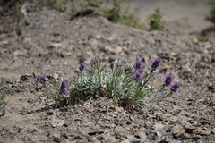 Phacelia sericea sericea