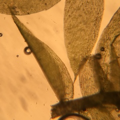 Isopterygiopsis muelleriana