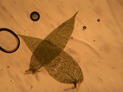 Isopterygiopsis muelleriana