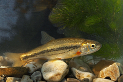 Epiros Riffle Dace photo 1