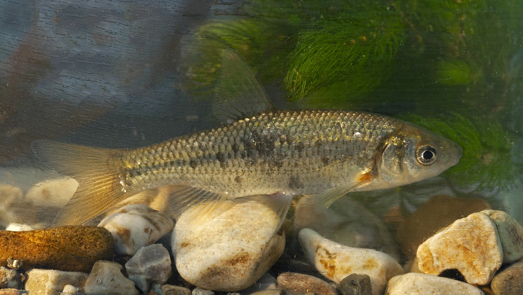 Albanian roach (Pachychilon pictum) — Cyprinidae