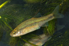Thesprotian Minnow photo 1