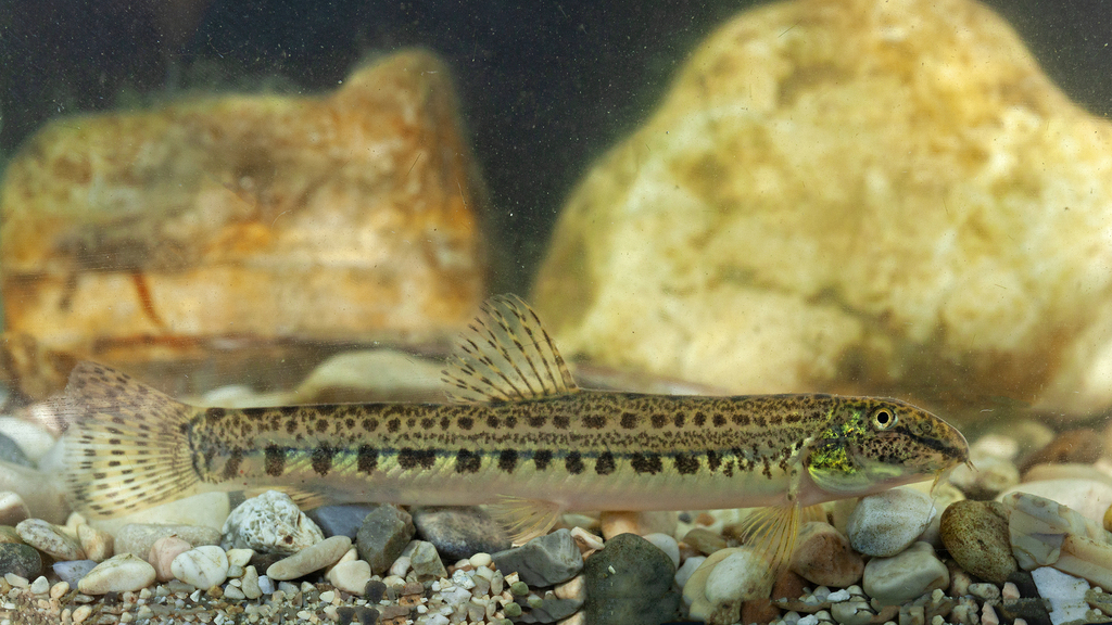 Ohrid Spined Loach