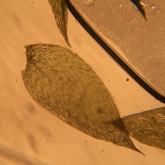 Isopterygiopsis muelleriana