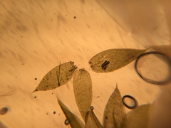 Isopterygiopsis muelleriana
