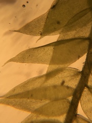 Isopterygiopsis muelleriana