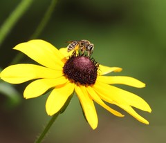 Andrena rudbeckiae