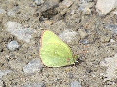 Colias palaeno