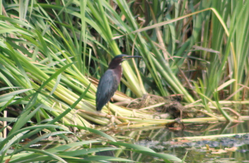 Green Heron photographed in Maine