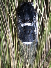 Cacama valvata