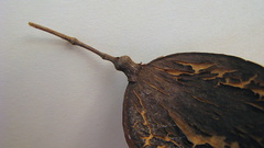 Jacaranda jasminoides