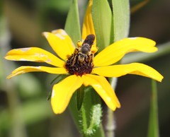 Andrena rudbeckiae