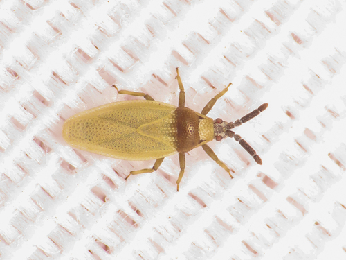 Catoplatus horvathi
