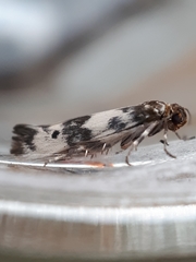 Enolmis acanthella
