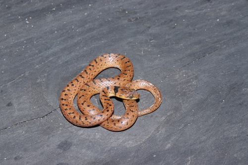 Photo of a Western Cat-eyed Snake (Leptodeira punctata)