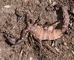 Pseudouroctonus brysoni