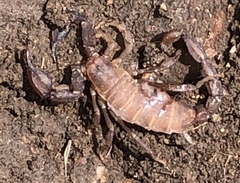 Pseudouroctonus brysoni