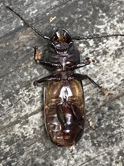 Mallodon dasystomus
